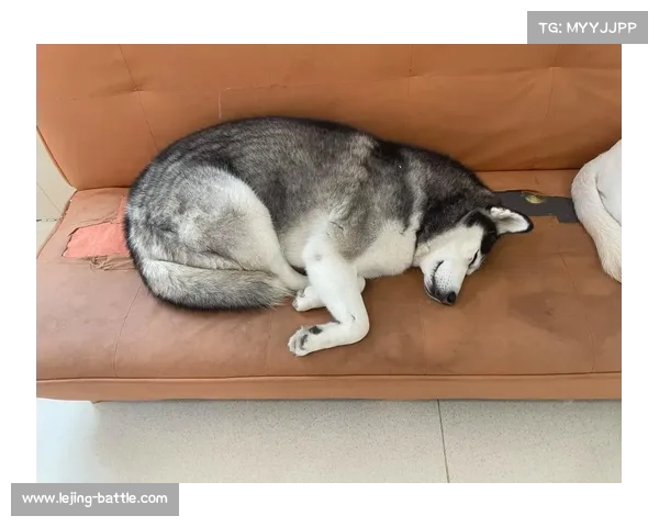 乐福晒生活照：与家人和狗共度美好时光，论自律如何成就未来选择